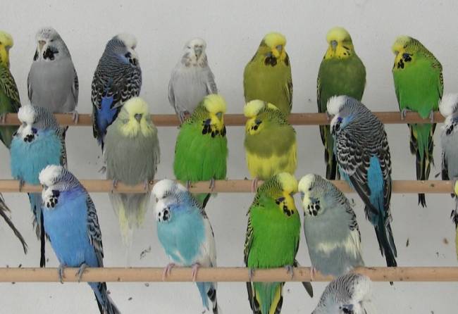 Verdes, azules o amarillas: un solo gen colorea las plumas de los periquitos 