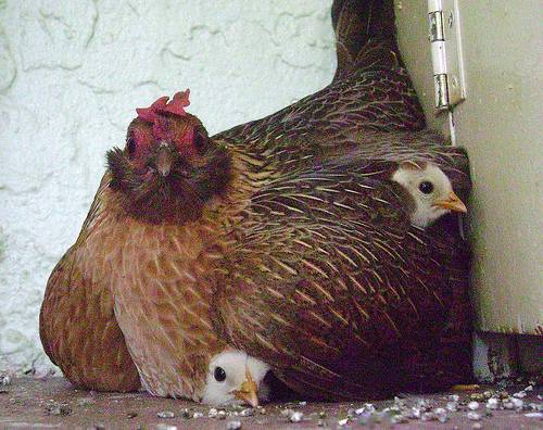 Welfare Quality: primeros protocolos de bienestar animal