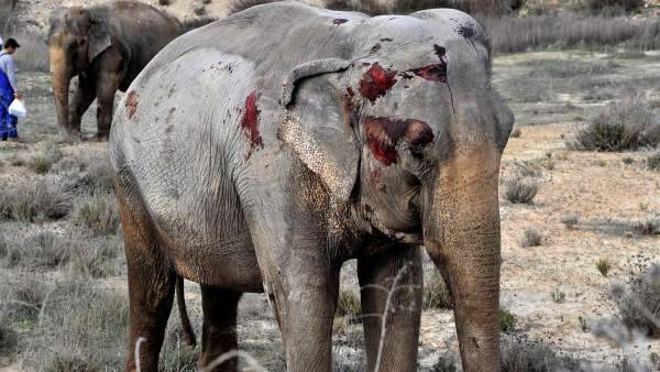 Ha muerto un elefante
