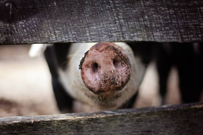 Las lecciones sobre los coronavirus que aprendemos de los cerdos