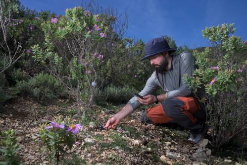 Un técnico con sombrero, agachado junto a una jara en flor, sostiene un medidor mientras toma datos en el suelo pedregoso de un monte mediterráneo.