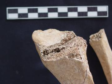 Hueso de un íbero seccionado por arma blanca, probablemente espada romana. / F. Quesada et al.