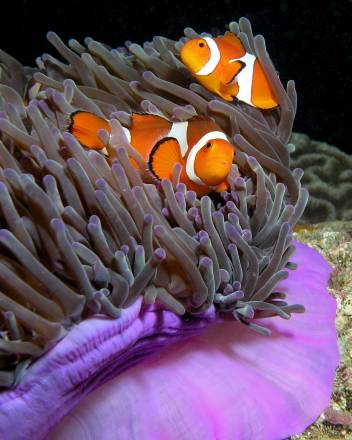 Peces payaso (Amphiprion ocellaris) en una anémona púrpura (Heteractis magnifica) en Timor Oriental. / Wikipedia