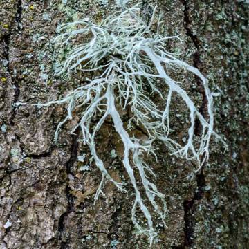 El liquen Ramalina farinacea. / Wiki
