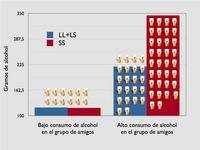 Las personas que están expuestas a un ambiente de riesgo (tener amigos que consumen alcohol) y, además, tienen un genotipo de riesgo (ss – en rojo-; homocigotos para el alelo corto del 5-HTTLPR), muestran un consumo de alcohol casi cuatro veces mayor. Foto: UJI.