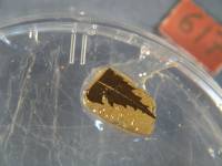 Hoja fechada por radiocarbono en 24.700 años de antigüedad. Imagen: Richard Staff.