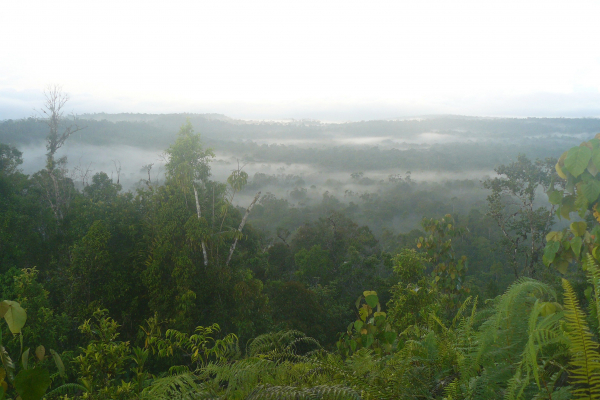 Selva de las montañas de la isla de Peleng en Indonesia. / Philippe Verbelen