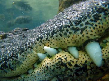 Células madre permiten a los cocodrilos recuperar los dientes 50 veces en su vida