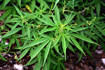 Descubierta la conexión entre el cannabis y la amnesia
