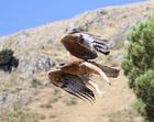 Joven águila perdicera 