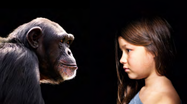 <p>El tamaño del cerebro en los primates se predice por la dieta / Fotolia</p>