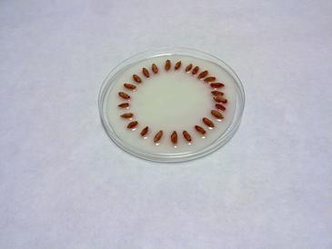 <p class=" text-left">Semillas colocadas en la placa Petri. Sistema utilizado en los ensayos de germinación. Fuente: ETSIA, UPM.</p>