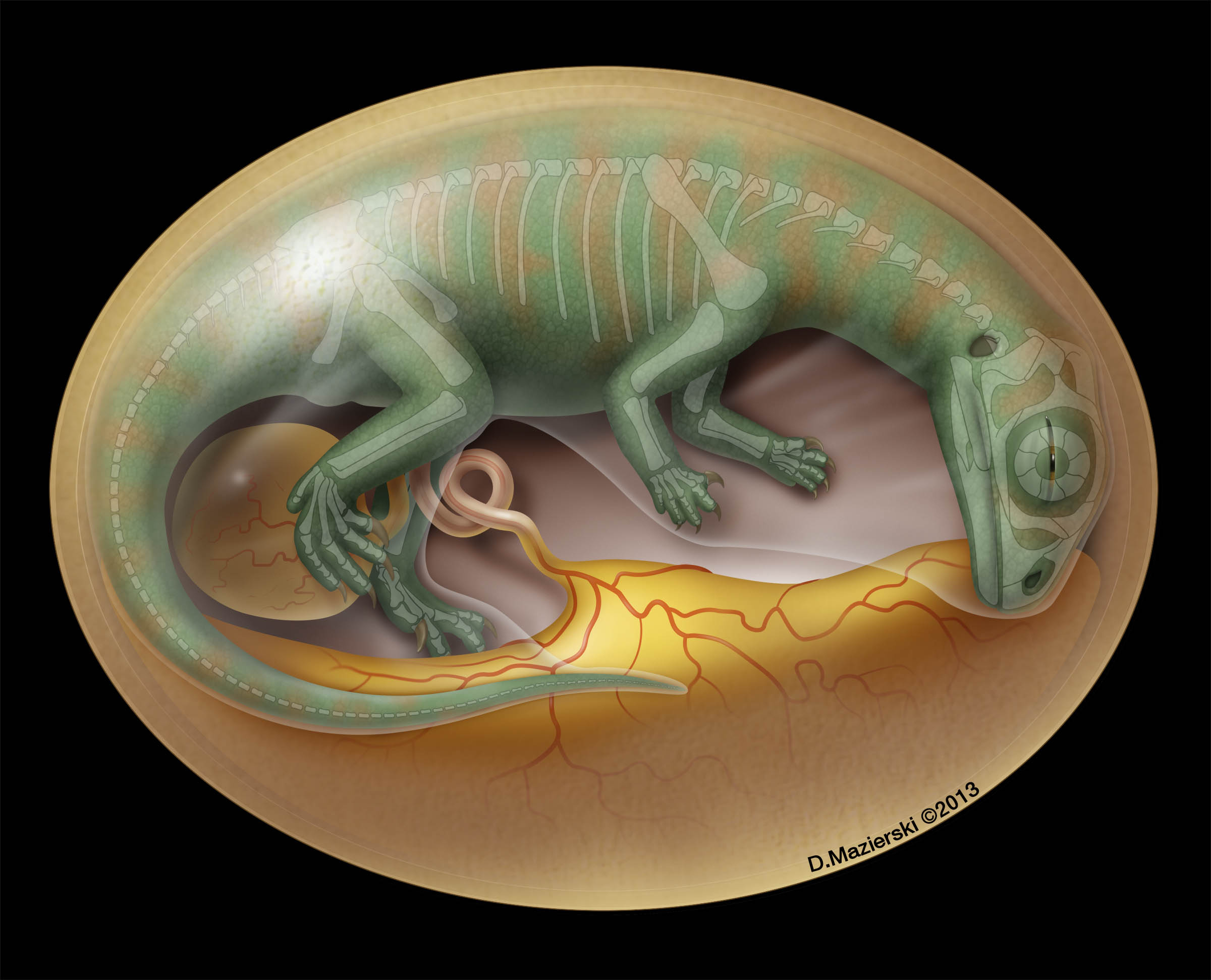 Resultado de imagen de embrion dinosaurio
