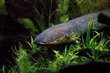 <p>Anguila eléctrica (Electrophorus electricus). / Jason Gallant.</p>