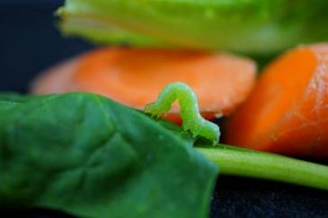 Las frutas y verduras del supermercado aún están vivas