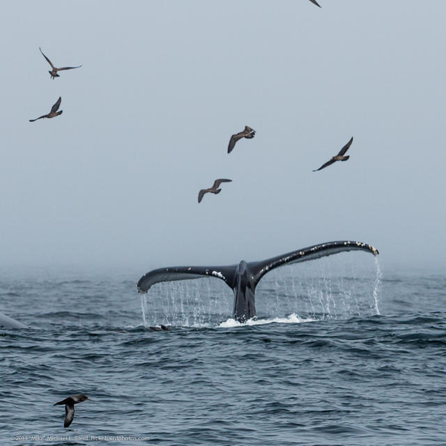 La propulsión de origen animal, como las de las alas de las aves marinas o las aletas de las ballenas, se doblan en lugares característicos y con ángulos de flexión similares. / M. Baird.