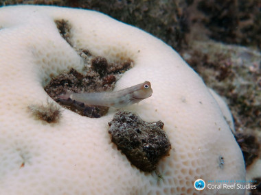 <p>Un pequeño gobio se posa sobre coral blanqueado en Lizard Island, Gran Arrecife de Coral (Australia) / Greg Torda/ Andreas Dietzel</p>
