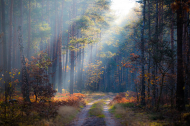 <p>Los bosques son los mayores repositorios de biodiversidad terrestre / Radomir Balazy</p>