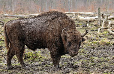 <p>Bisonte europeo (<em>Bison bonasus</em>) / <a href="https://commons.wikimedia.org/wiki/User:Michael_G%C3%A4bler" title="User:Michael Gäbler" target="_blank">Michael Gäbler</a></p>