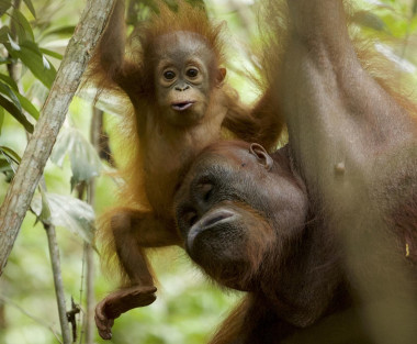 <p>Orangután de Borneo y su cría de once meses de edad. / Tim Laman</p>