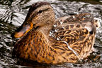 Detalle de cómo las gotas de agua no traspasan el plumaje de un pato