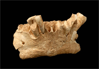<p>La mandíbula del hominino más antiguo de Europa, descubierta en 2007 en la Sima de Elefante del yacimiento de Atapuerca. / CENIEH</p>