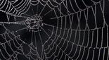 tela de araña con gotas de agua