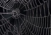 tela de araña con gotas de agua