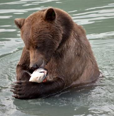 Un oso pardo pescando un salmón