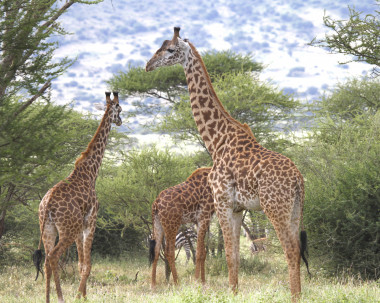 <p>Jirafas Masai macho adultas en Tanzania (África) / Doug Cavener</p>