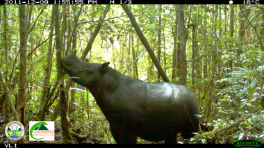 <p>La demanda de cuernos de rinoceronte en la medicina tradicional china ha reducido su número y en la actualidad no existen poblaciones viables fuera de Sumatra. / Leuser International Foundation and Gunung Leuser National Park</p>
