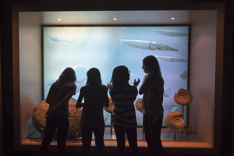 Niños miran una vitrina en el Museo Nacional de Ciencias
