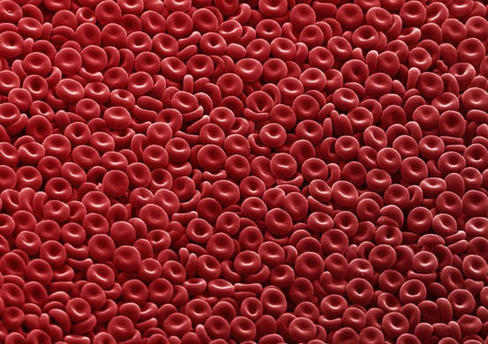 Cuestionan la teoría de una única célula madre como origen de los componentes de la sangre