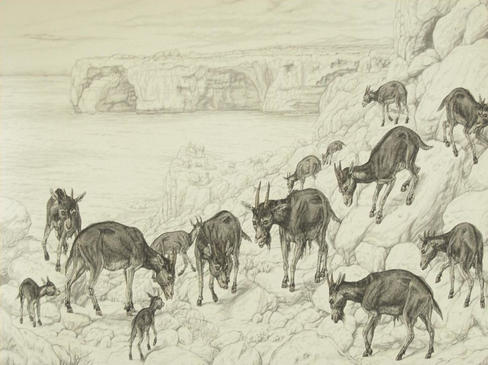 Reconstrucción paleobiológica de un grupo de bóvidos tipo Myotragus.