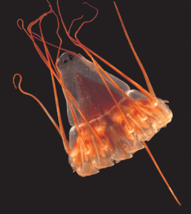 

Medusa (

Periphylla periphylla

) fotografiada con luz artificial.

