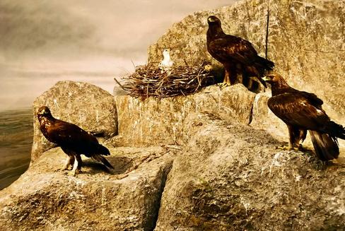 La Directiva europea de Aves cumple 30 años