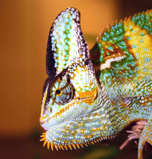 Chameleo Calyptratus.