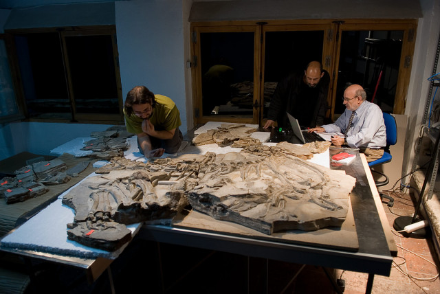 

Una de las sesiones de estudio del ejemplar de 

Concavenator

 en el Museo de las Ciencias de Castilla-La Mancha en Cuenca. De izquierda a derecha, Fernando Escaso, Francisco Ortega y José Luis Sanz. 

