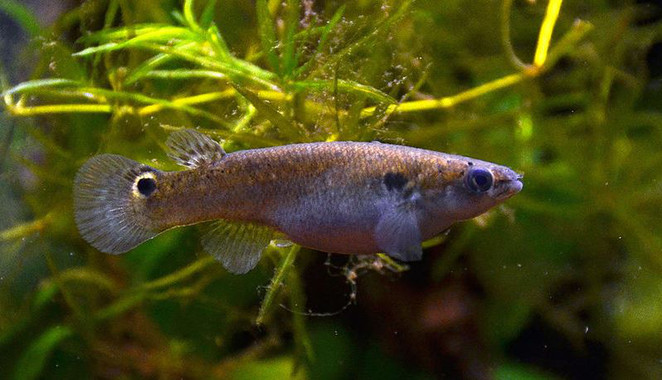 <p>Gracias a su cola, el rivulín del manglar puede impulsarse fuera del agua a distancias varias veces mayores que la longitud de su propio cuerpo./ <a href="https://upload.wikimedia.org/wikipedia/commons/c/ce/Kryptolebias_marmoratus_Aquarium_tropical_du_Palais_de_la_Porte_Dor%C3%A9e_10_04_2016_2.jpg" target="_blank">Wikimedia Commons</a></p>