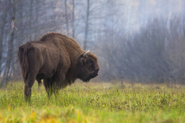 <p>Un bisonte europeo moderno en los bosques de Białowieża en Polonia. / Rafał Kowalczyk</p>
