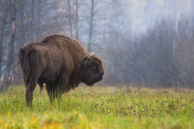 <p>Un bisonte europeo moderno en los bosques de Białowieża en Polonia. / Rafał Kowalczyk</p>