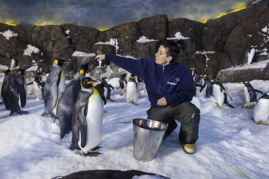 <p>Yolanda Martín alimentando a los pingüinos Rey. / <a href="http://www.agenciasinc.es/En-exclusiva/PROGRAMADOS/Asi-es-un-dia-entre-cuidadores-de-animales-salvajes2" target="_blank">Alejandro Martínez (Sinc)</a></p>