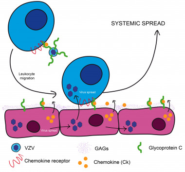 <p>El diagrama ilustra cómo el virus de la varicela zóster se sirve de una proteína para secuestrar a los glóbulos blancos y esparcirse por el cuerpo. / González-Motos <em>et al</em></p>