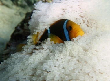 <p>Un pez payaso adulto en una anémona de mar blanqueada. / Beldade et al.</p>