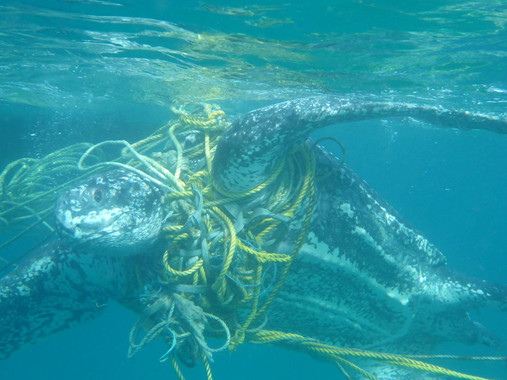 <p>Una tortuga laúd arrastra cuerdas de pesca en el Caribe. / Kate Charles, Ocean Spirits </p>