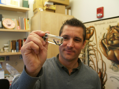 <p>La especie de gusano que muestra Gonzalo Giribet en su laboratorio se llama <em>Onychophora</em>. Representa un grupo de animales que viven escondidos en el interior de troncos podridos de bosques húmedos, y han pasado los últimos 400 millones de años escupiendo pegajosas babas para atrapar a sus presas. / SINC</p>