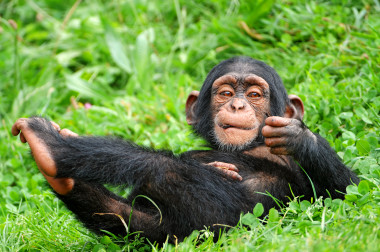 <p>Los científicos también observaron entre las especies de primates sorprendentes similitudes en cuanto a la expresión génica en todas las regiones del cerebro estudiadas. / <a href="https://www.flickr.com/photos/tambako/3997860032/sizes/o/" target="_blank">Tambako</a></p>