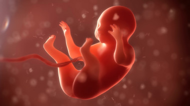 El sistema inmunitario madura en el útero a partir de las semana 14 de gestión. / Fotolia <p>El sistema inmunitario madura en el útero a partir de las semana 14 de gestión. / Fotolia</p>