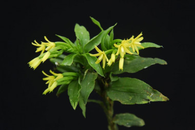 <p>La orquídea <em>Apostasia shenzhenica </em>en flor.<em> / </em>Zhong-Jian Liu y Li-Jun Chen</p>