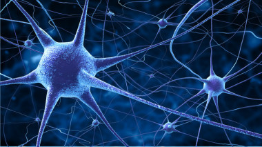 <p>Los investigadores han identificado un conjunto de neuronas responsables de la detección de los cambios relativos al tono. / Fotolia</p>